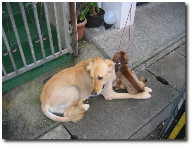 Chiens de Naha – Okinawa Ken
