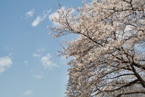 Cerisier en fleur au parc de Yoyogi
