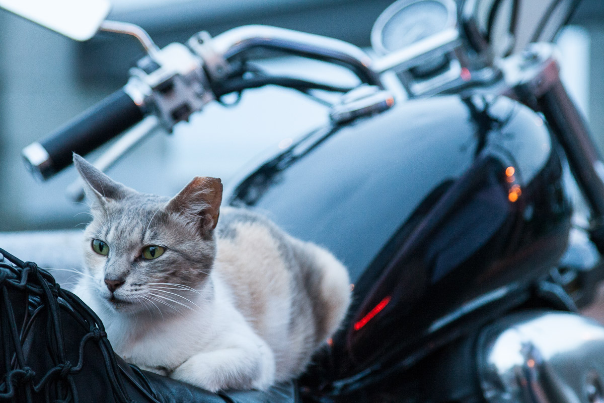 Neko Rider