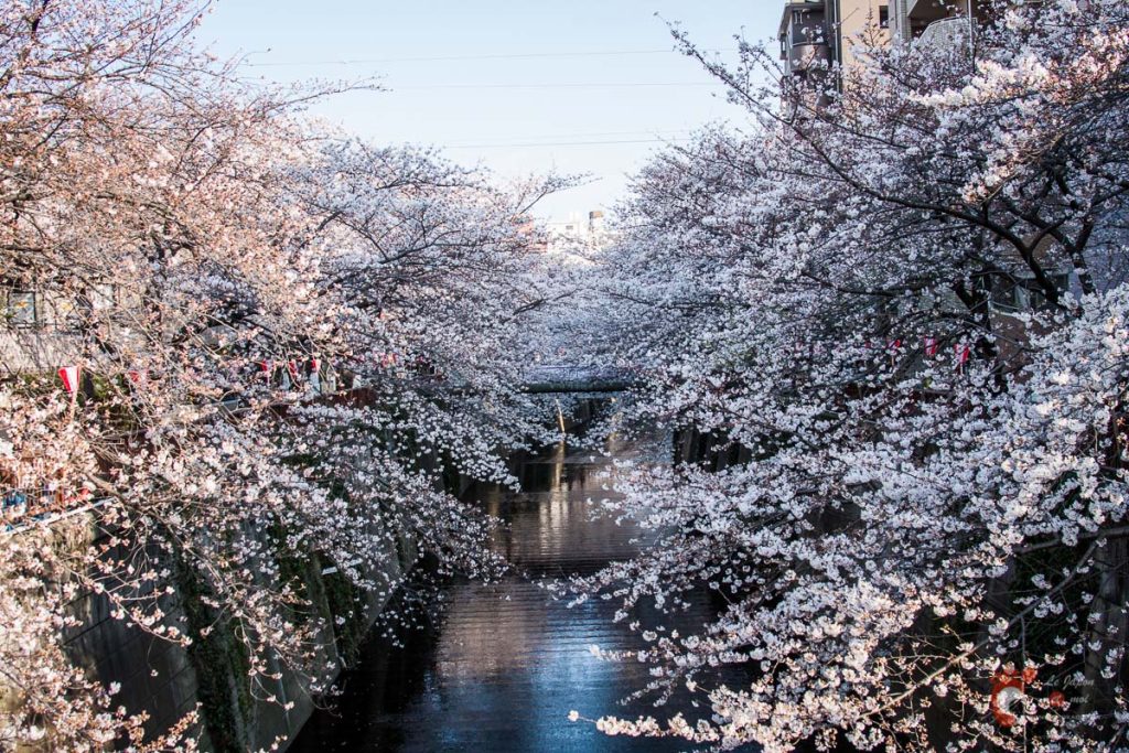 Cerisiers sur les berges de la rivière Meguro près de Naka-Meguro