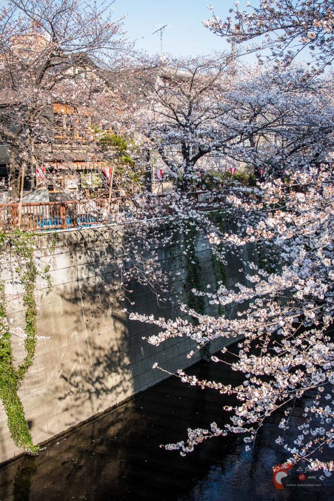 Cerisiers sur les berges de la rivière Meguro près de Naka-Meguro