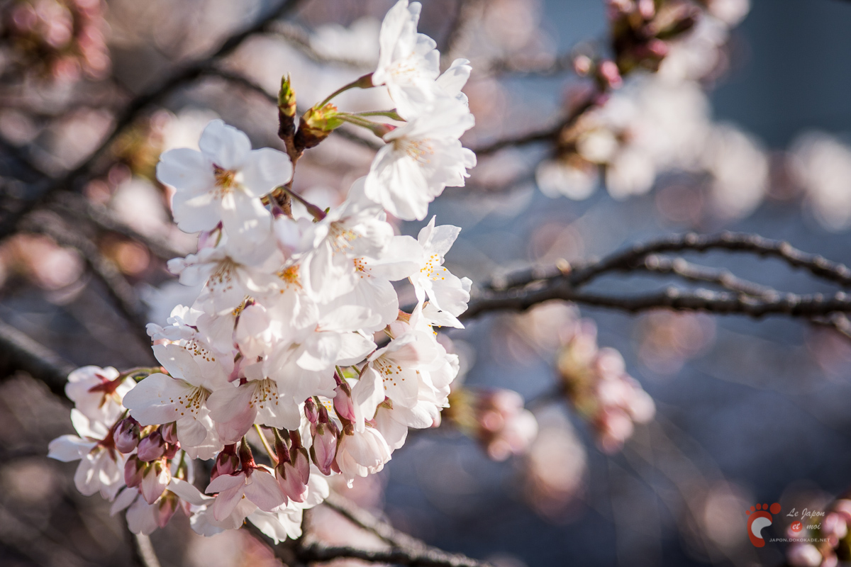 Meguro : Hanami 2008 中目黒の花見