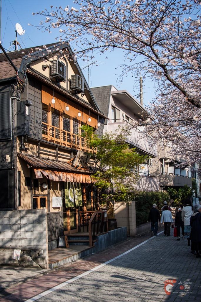 Cerisiers sur les berges de la rivière Meguro près de Naka-Meguro