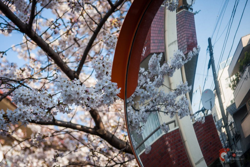 Cerisiers sur les berges de la rivière Meguro près de Naka-Meguro
