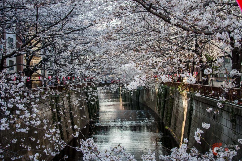Cerisiers sur les berges de la rivière Meguro près de Naka-Meguro