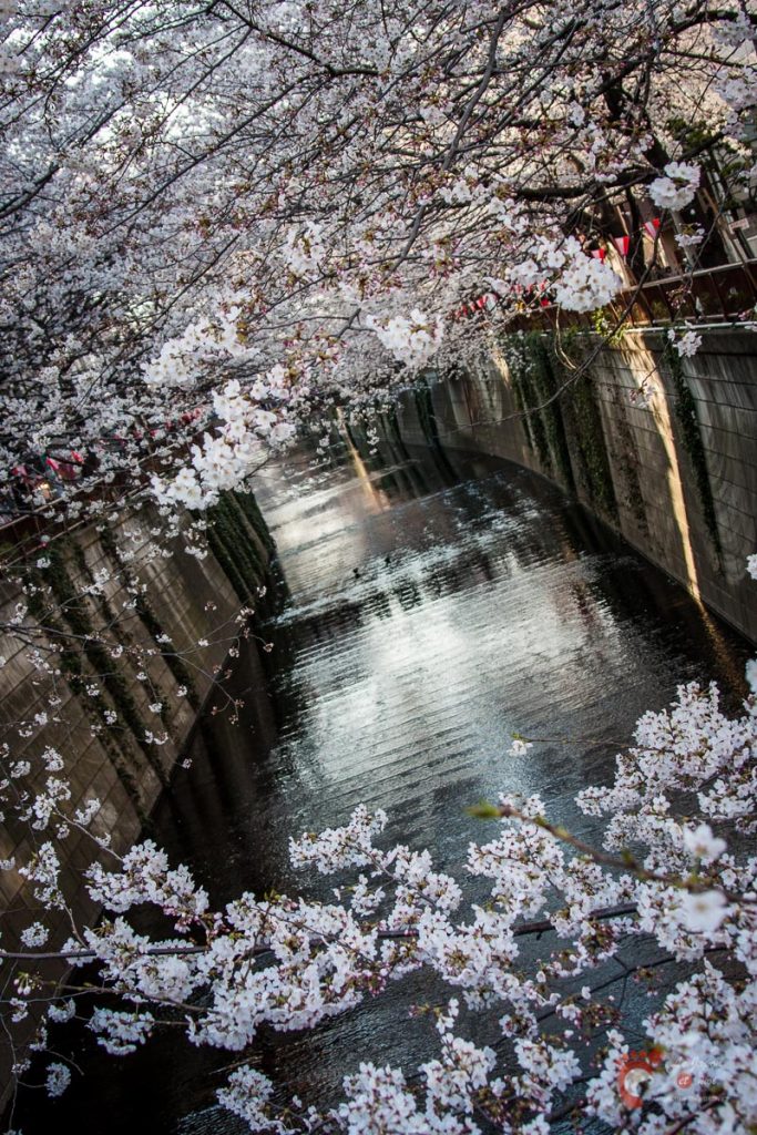 Cerisiers sur les berges de la rivière Meguro près de Naka-Meguro