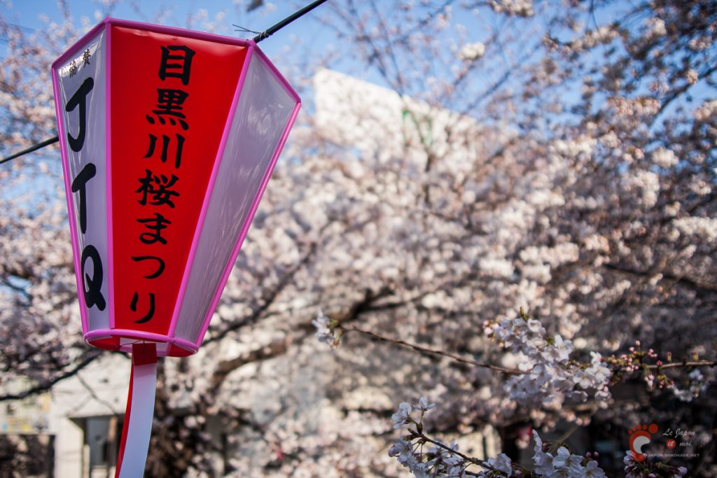 Cerisiers sur les berges de la rivière Meguro près de Naka-Meguro