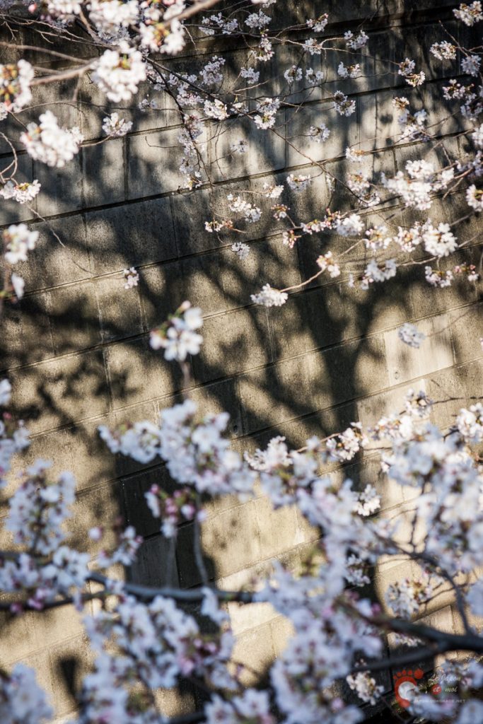 Cerisiers sur les berges de la rivière Meguro près de Naka-Meguro