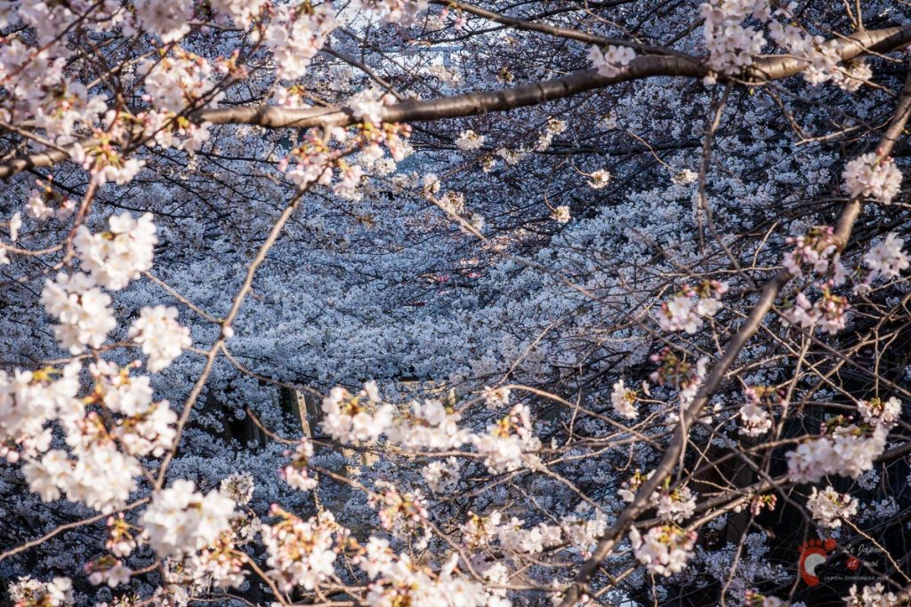 Cerisiers sur les berges de la rivière Meguro près de Naka-Meguro
