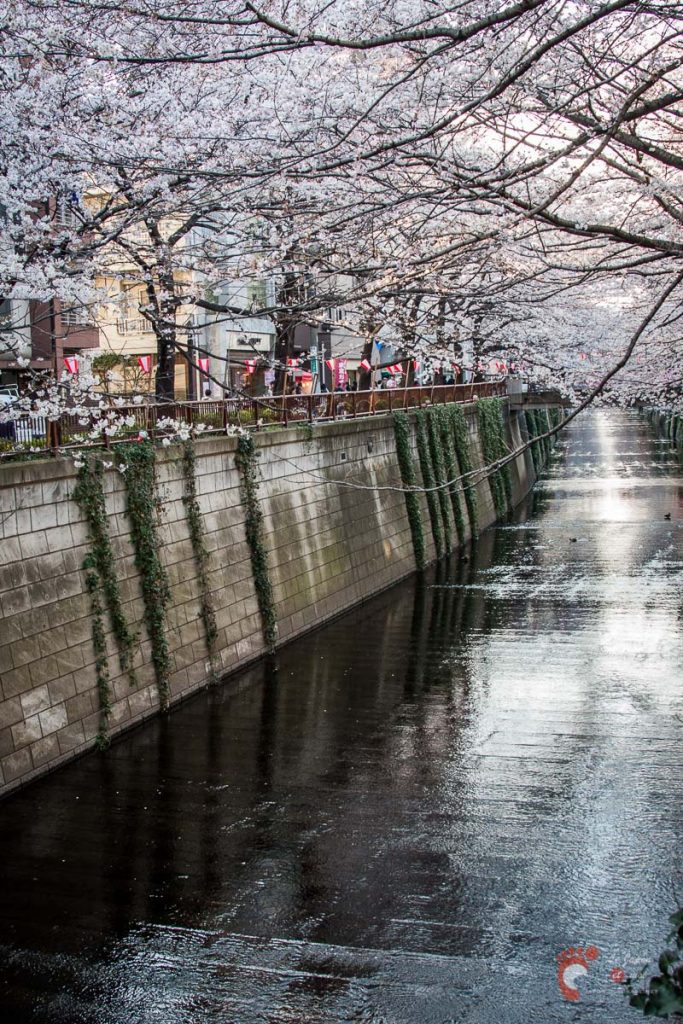 Cerisiers sur les berges de la rivière Meguro près de Naka-Meguro