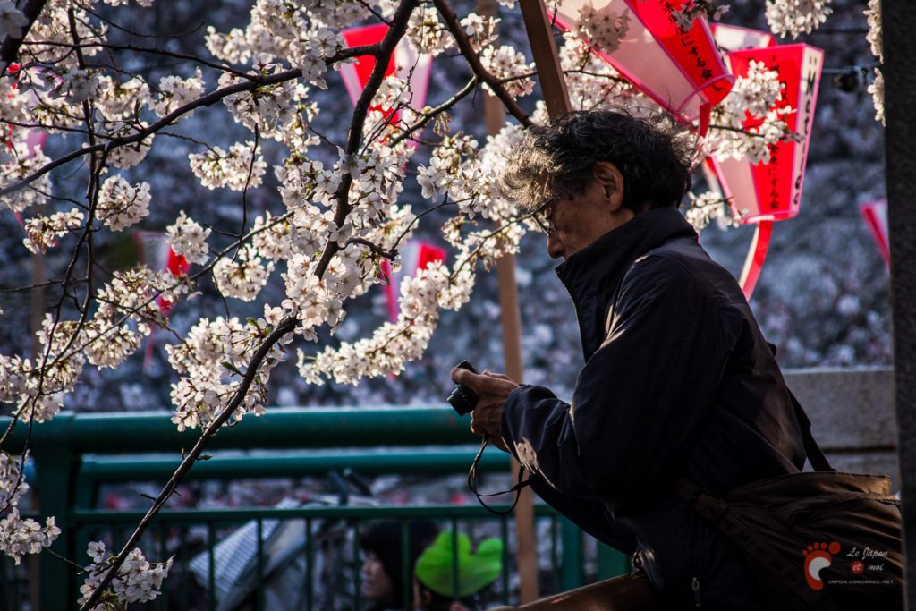 Cerisiers sur les berges de la rivière Meguro près de Naka-Meguro
