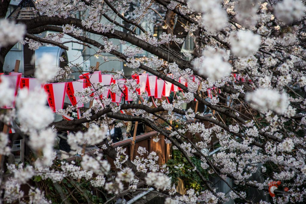 Cerisiers sur les berges de la rivière Meguro près de Naka-Meguro
