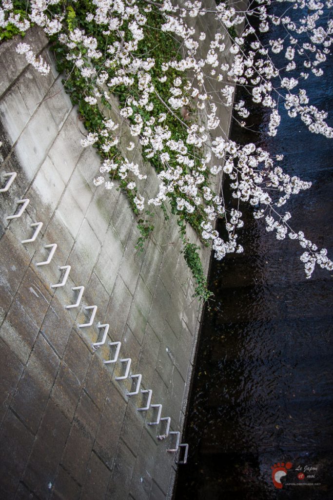 Cerisiers sur les berges de la rivière Meguro près de Naka-Meguro