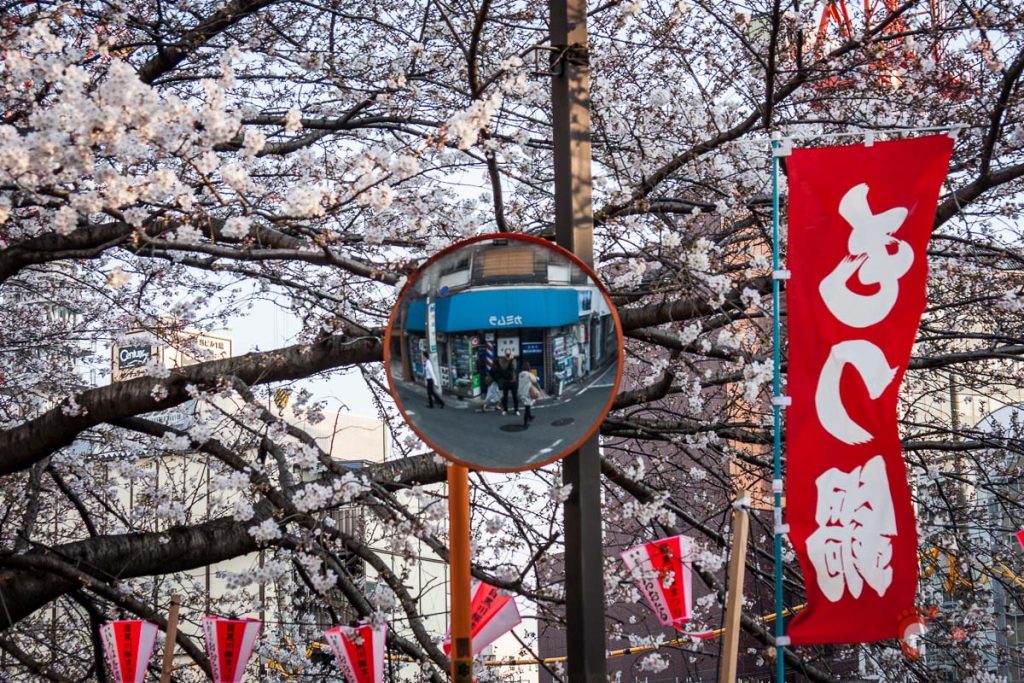 Cerisiers sur les berges de la rivière Meguro près de Naka-Meguro
