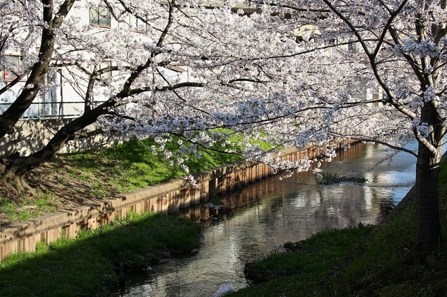 Moto-Sumiyoshi : Hanami 2008 元住吉の花見