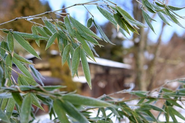 Nakasendo : de Magome à Tsumago 馬籠から妻籠へ