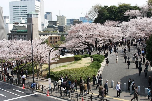 Nihon Budôkan : Hanami 2008 日本武道館の桜