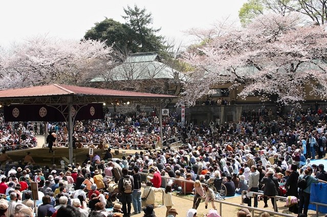 Sumô et cerisiers 靖国神社奉納大相撲