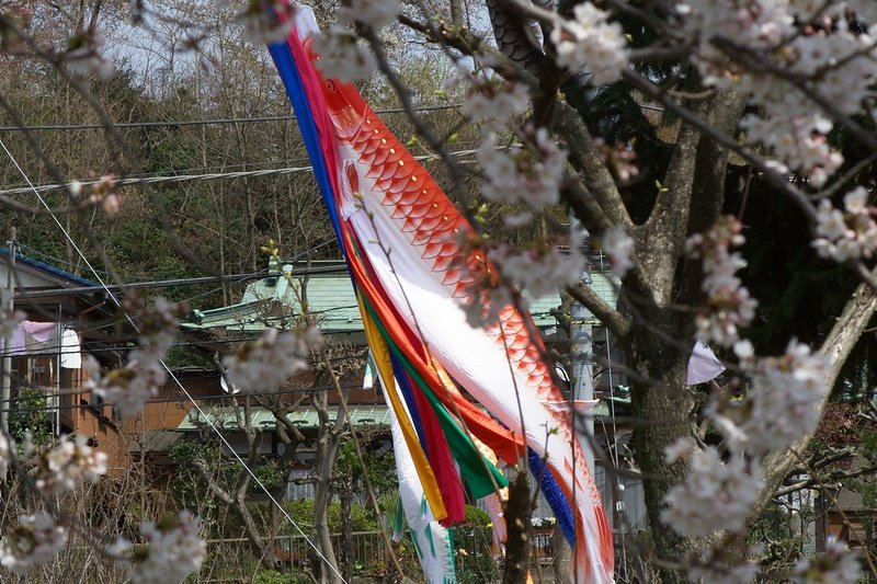 Koinobori : jour des enfants 子供の日の鯉幟