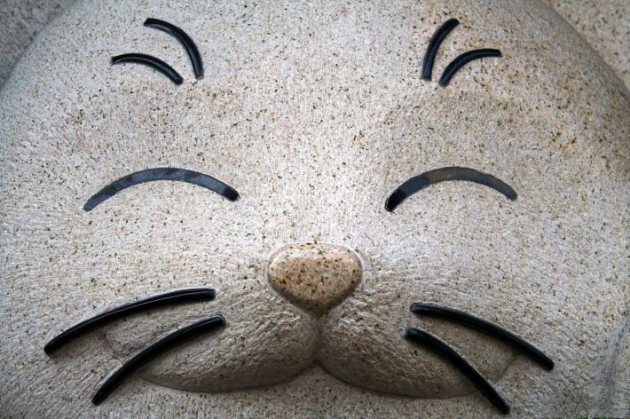 Chat Japonais