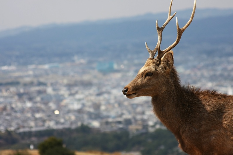 Nara : Wakakusa-yama 若草山
