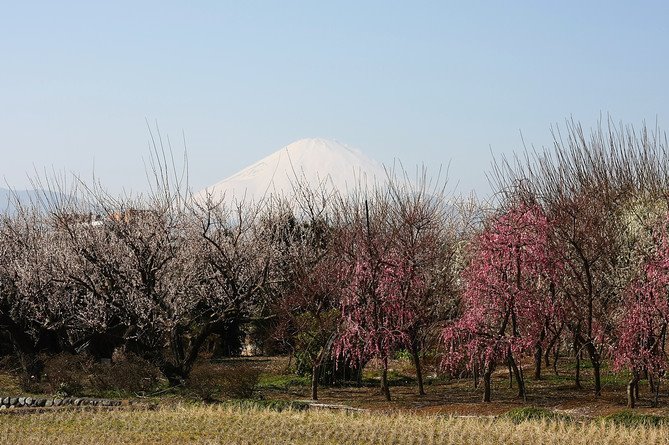 Odawara : Pruniers en fleurs 下曽我梅まつり