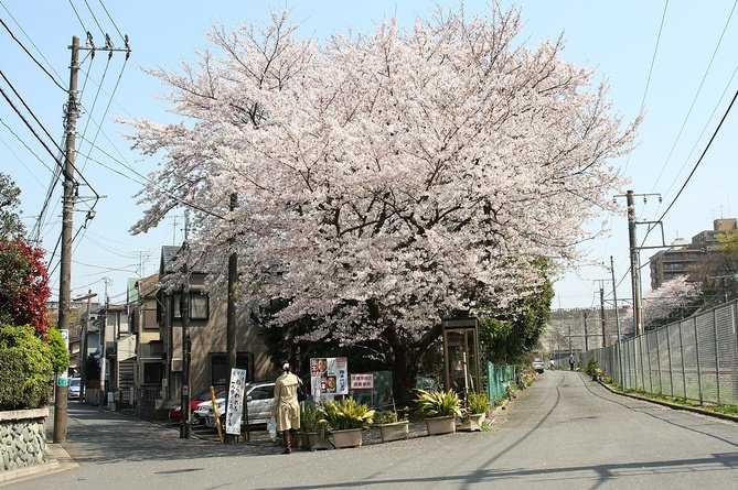 Hanami 2009 : Cerisiers dans la ville 近所の桜