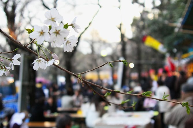 Hanami 2009 : première vague 靖国の５分咲き
