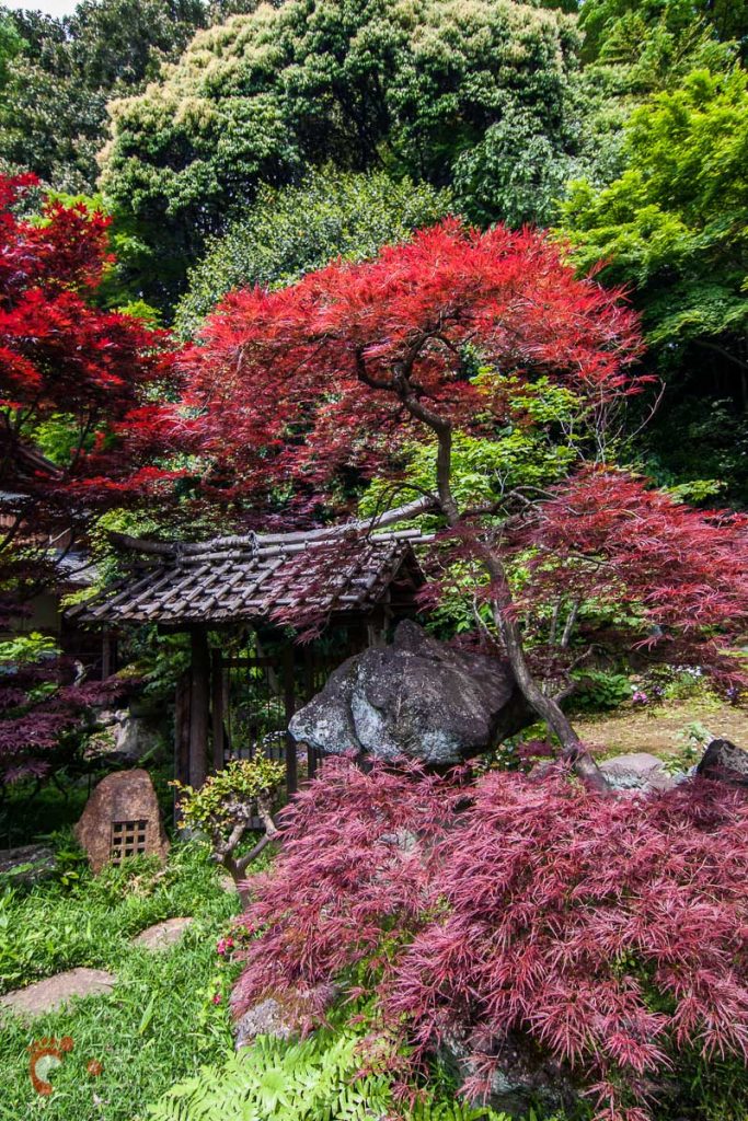 Jardin japonais secret