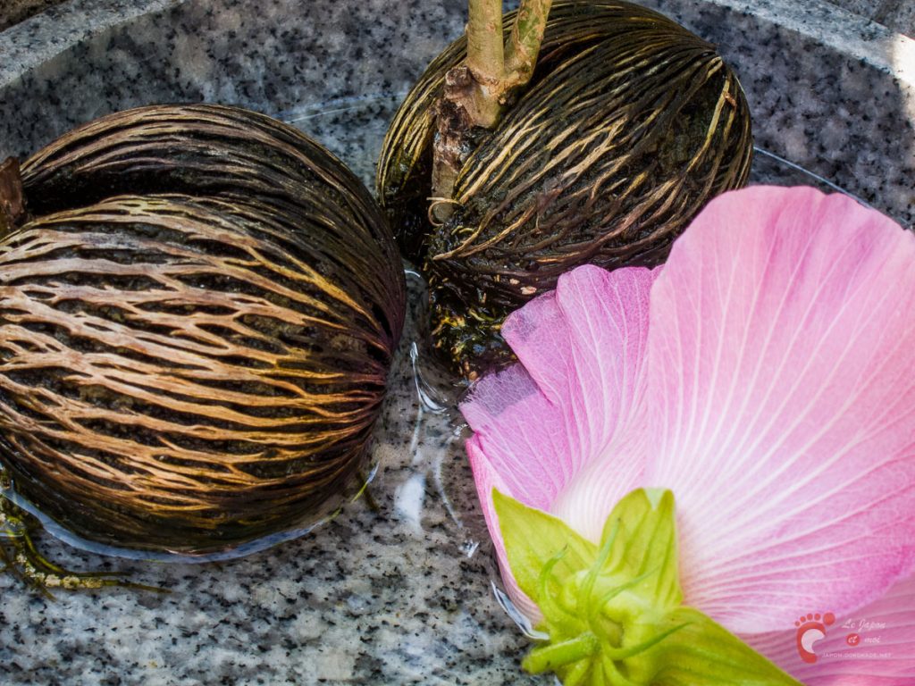 Temple Meigetsu-in à Kamakura