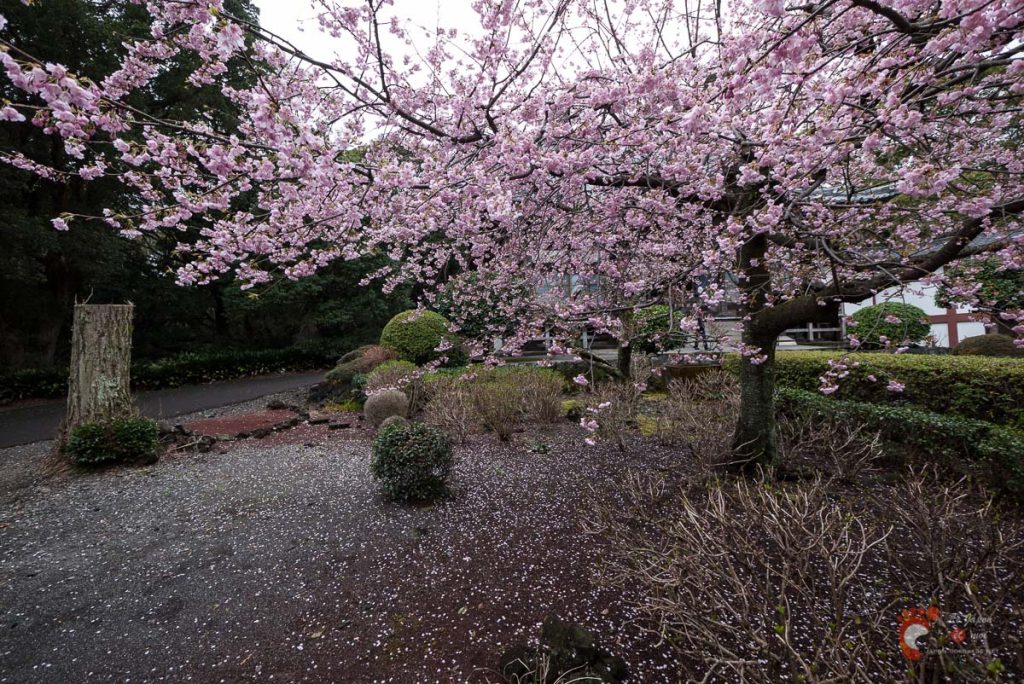 Cerisier dans le Renchaku-ji