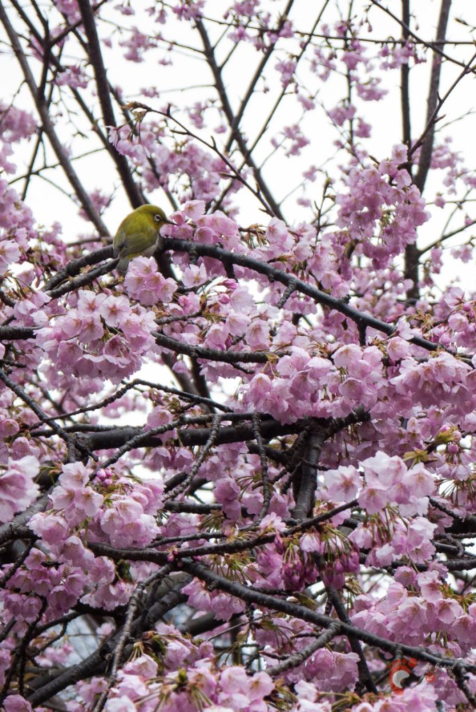 Certains s'en donnent à cœur joie dans les fleurs de cerisier