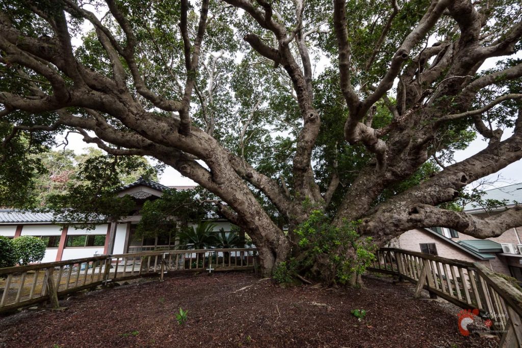 Le Myrica rubra (arbre à fraises chinoises) du Renchaku-ji, le plus grand du Japon