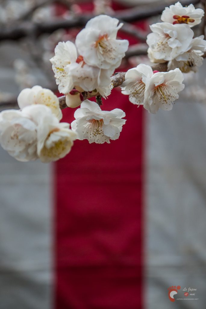 Pruniers en fleurs à Ôkurayama