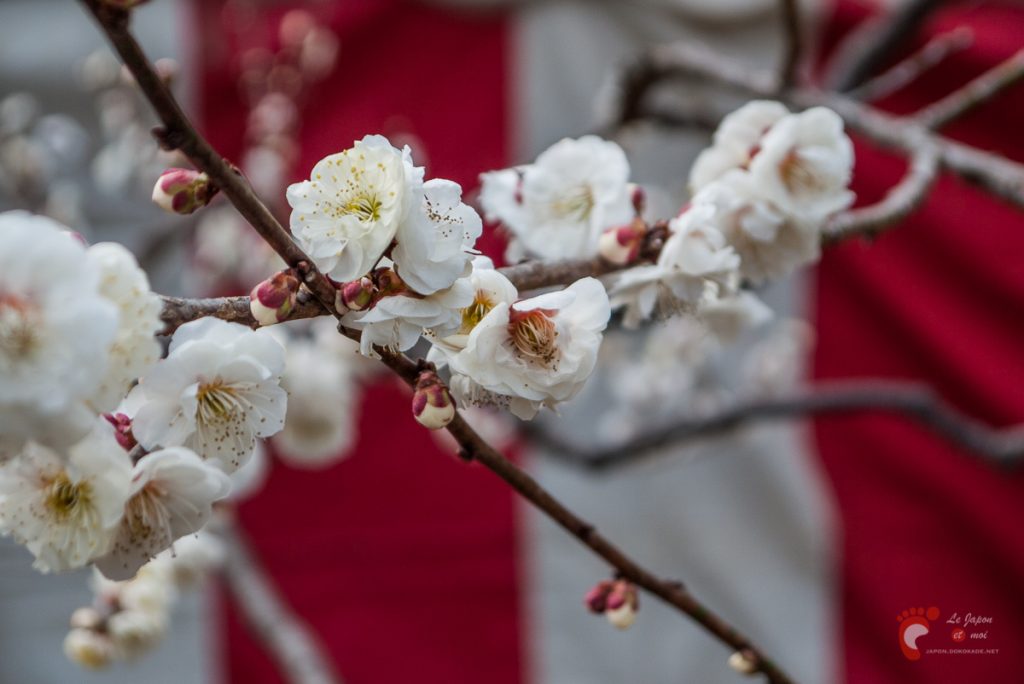 Pruniers en fleurs à Ôkurayama