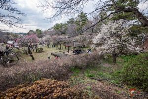 Pruniers en fleurs à Ôkurayama