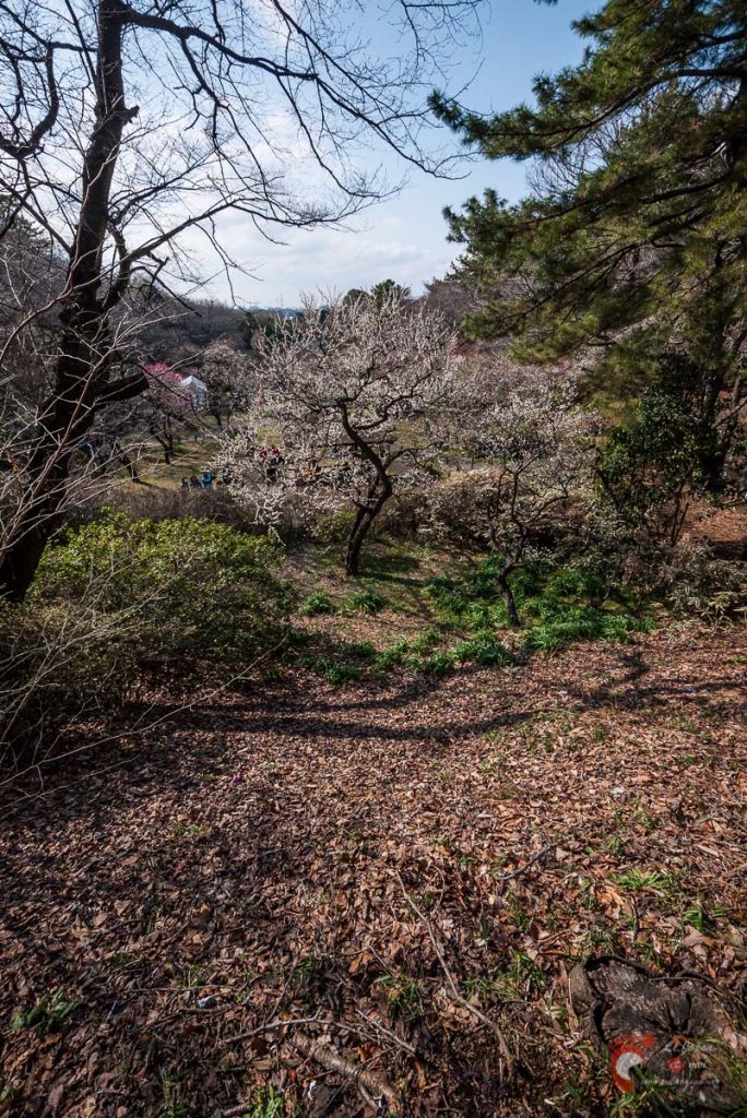 Pruniers en fleurs à Ôkurayama