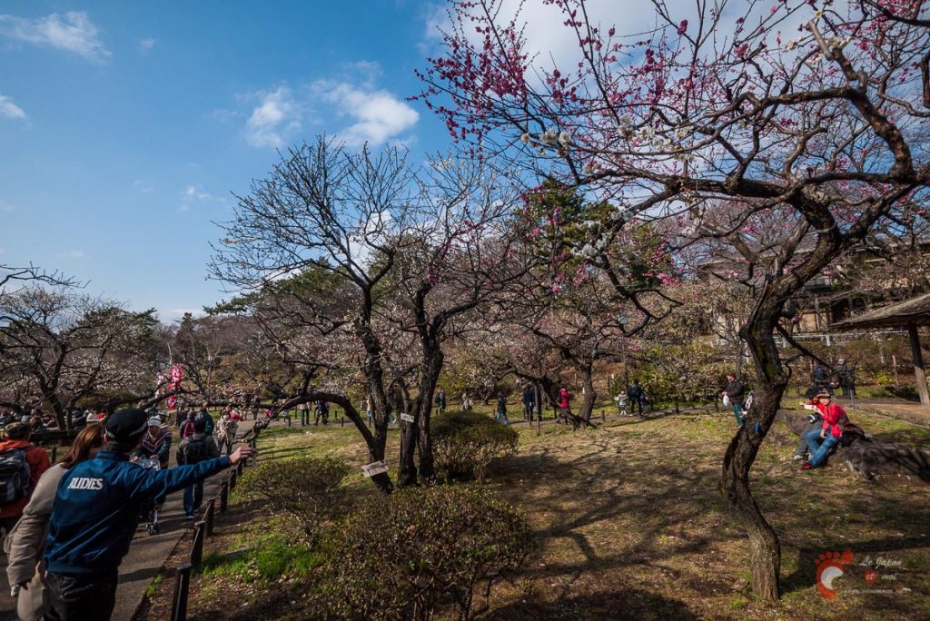 Pruniers en fleurs à Ôkurayama
