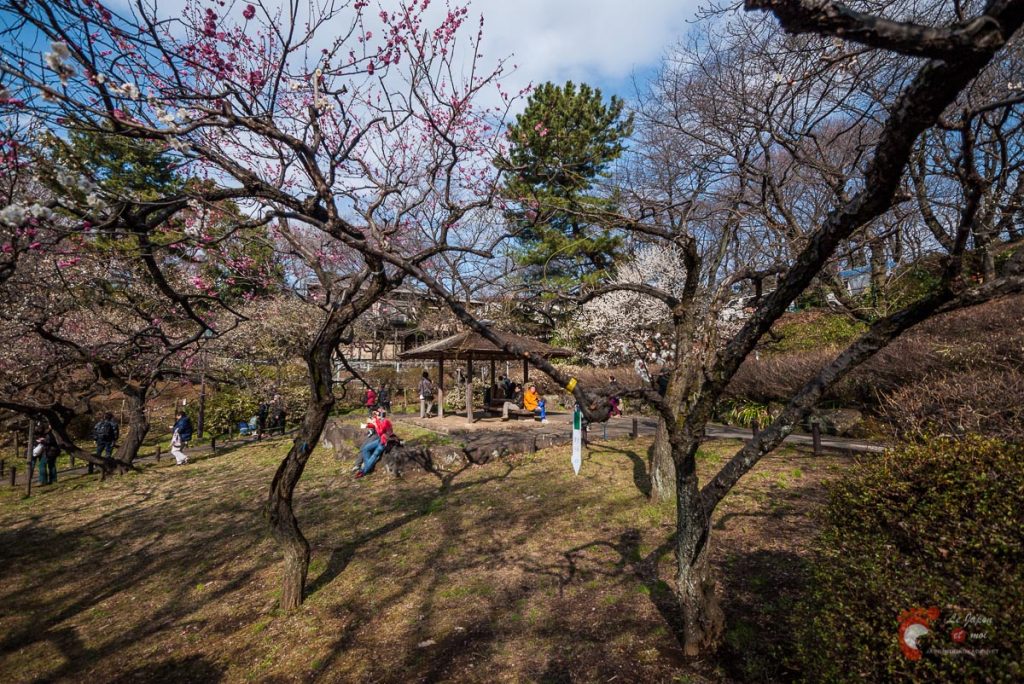 Pruniers en fleurs à Ôkurayama