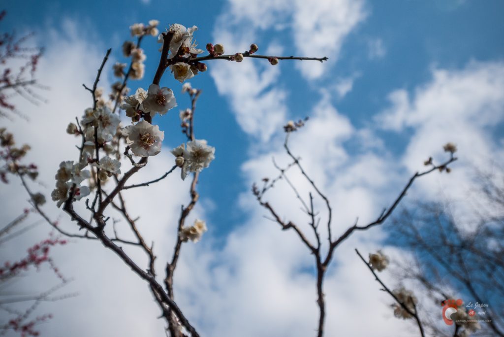 Pruniers en fleurs à Ôkurayama