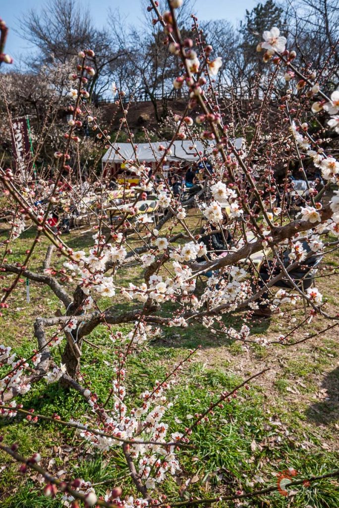 Pruniers en fleurs à Ôkurayama