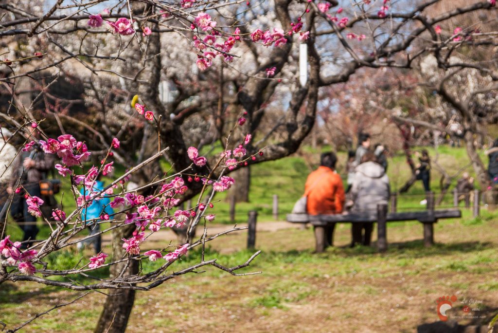 Pruniers en fleurs à Ôkurayama