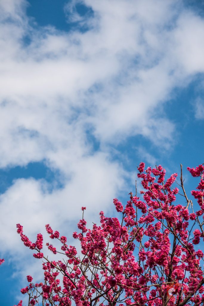 Pruniers en fleurs à Ôkurayama