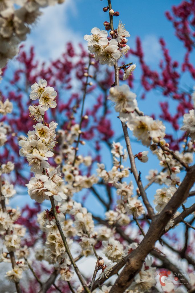 Pruniers en fleurs à Ôkurayama