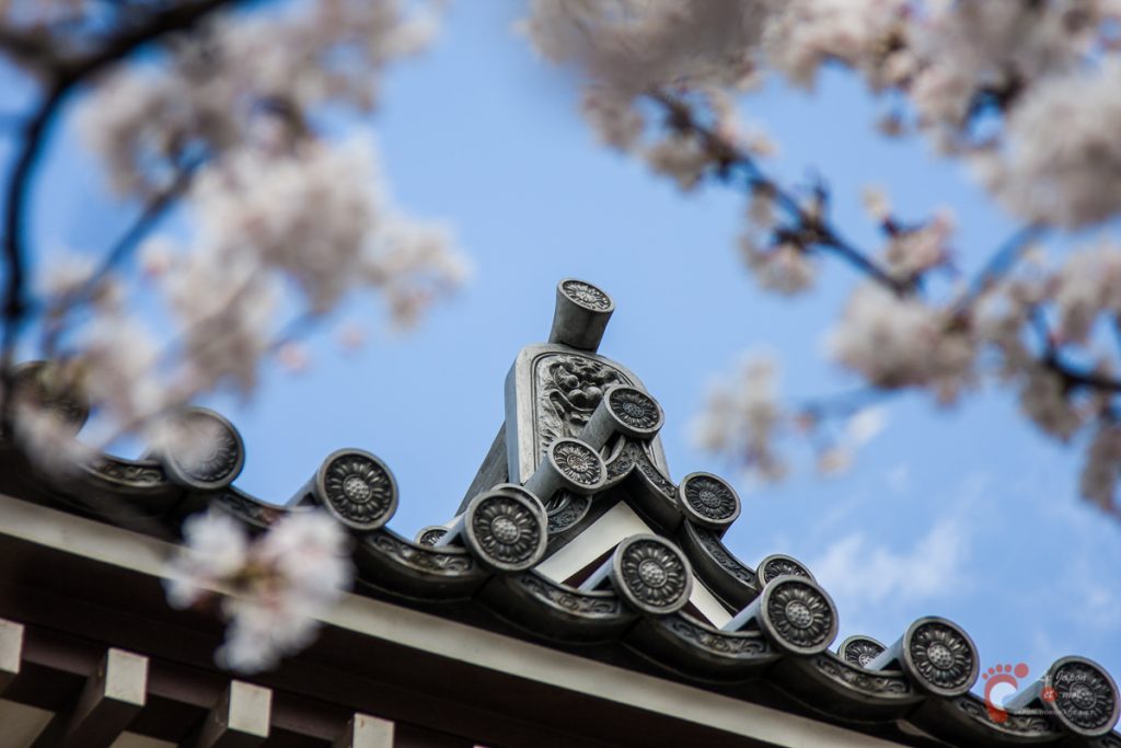 Le temple Tochoji et son cerisier à Fukuoka