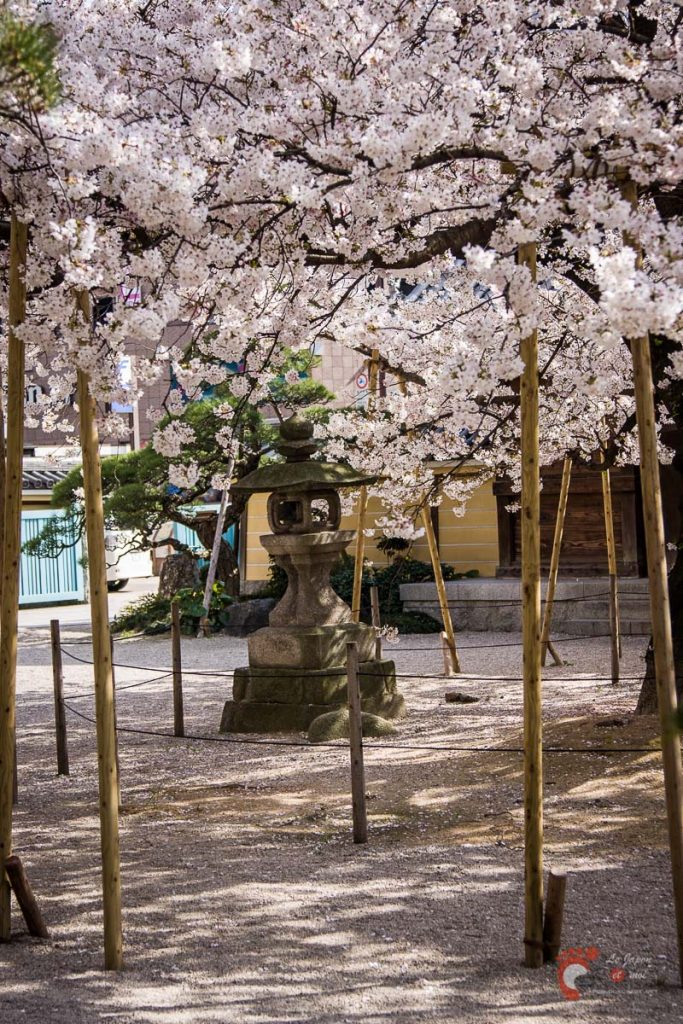 Le temple Tochoji et son cerisier à Fukuoka