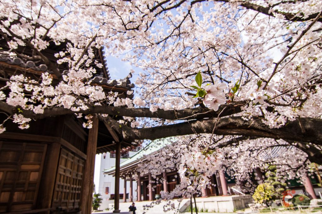 Le temple Tochoji et son cerisier à Fukuoka