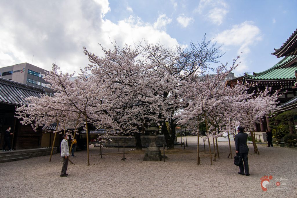 Le temple Tochoji et son cerisier à Fukuoka