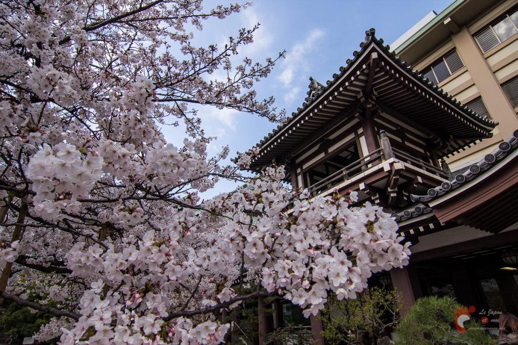 Le temple Tochoji et son cerisier à Fukuoka