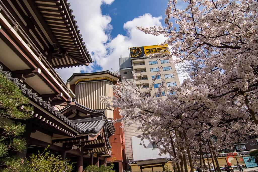 Le temple Tochoji, son cerisier et des immeubles histoire qu'on ne m'accuse plus de cacher certaines choses !